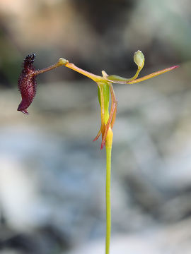 Drakaea gracilis