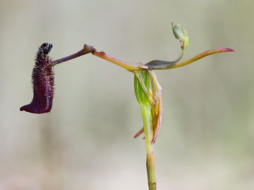 Drakaea gracilis