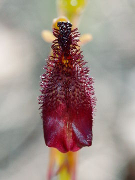 Drakaea gracilis Drakaea gracilis