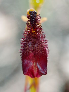 Drakaea gracilis