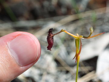 Drakaea gracilis