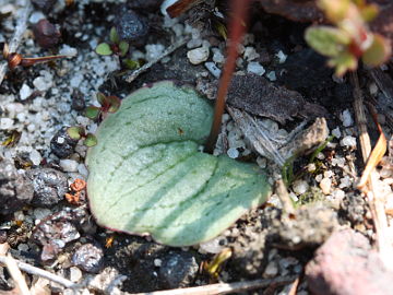 Drakaea gracilis Drakaea gracilis
