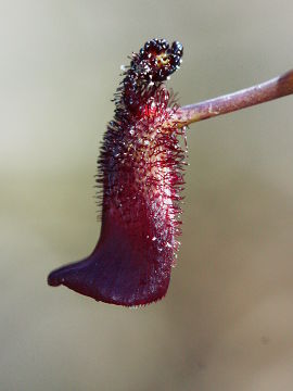 Drakaea gracilis Drakaea gracilis