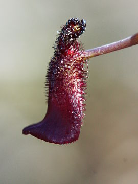 Drakaea gracilis