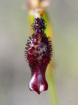 Drakaea gracilis × Drakaea livida