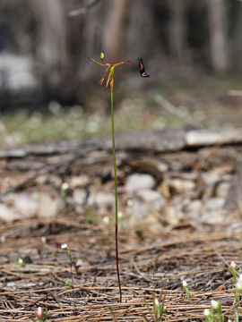 Drakaea gracilis × Drakaea livida