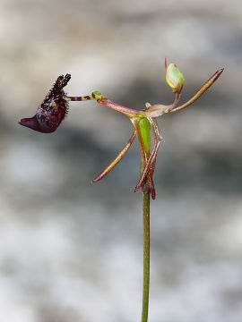 Drakaea livida