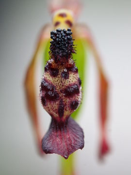 Drakaea livida Drakaea livida