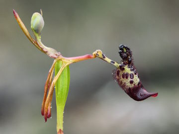 Drakaea livida