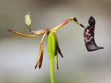 Drakaea livida