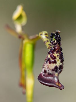 Drakaea livida