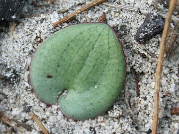 Drakaea livida