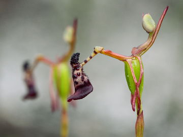 Drakaea livida