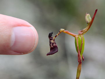 Drakaea livida Drakaea livida