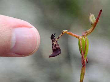 Drakaea livida