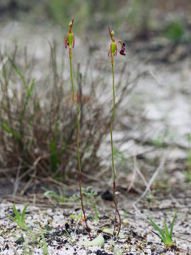 Drakaea livida