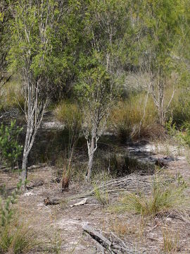 Drakaea livida