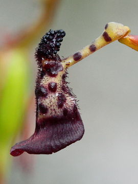 Drakaea livida