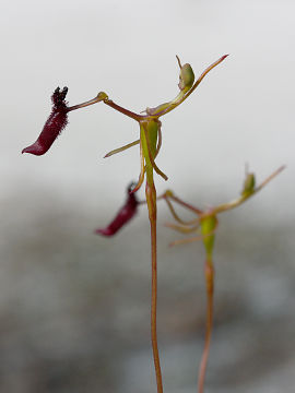 Drakaea thynniphila