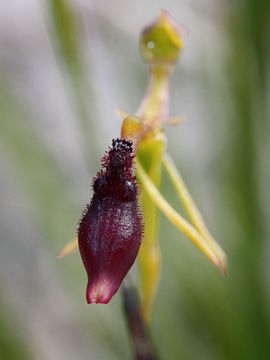 Drakaea thynniphila Drakaea thynniphila