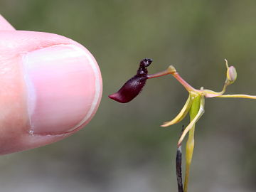 Drakaea thynniphila Drakaea thynniphila
