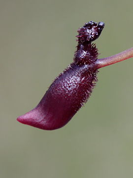 Drakaea thynniphila Drakaea thynniphila