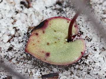 Drakaea thynniphila Drakaea thynniphila