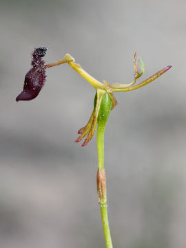 Drakaea thynniphila Drakaea thynniphila