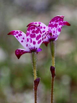 Elythranthera brunonis Elythranthera brunonis