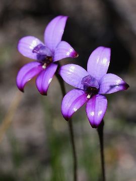 Elythranthera brunonis Elythranthera brunonis