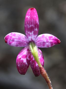 Elythranthera brunonis Elythranthera brunonis