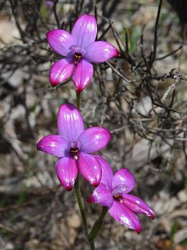 Elythranthera brunonis Elythranthera brunonis