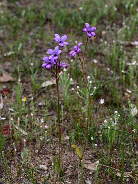 Elythranthera brunonis Elythranthera brunonis