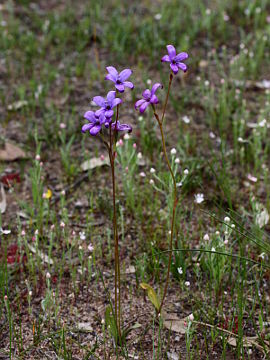 Elythranthera brunonis