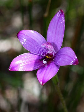 Elythranthera × intermedia