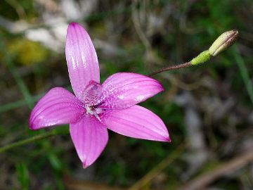 Elythranthera emarginata