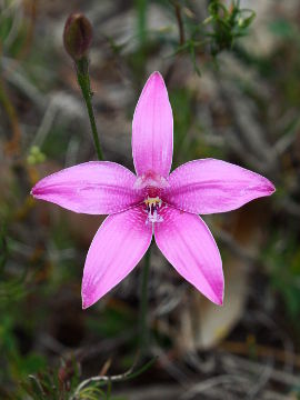 Elythranthera emarginata