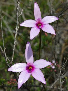 Elythranthera emarginata