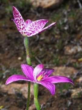 Elythranthera emarginata