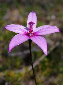 Elythranthera emarginata