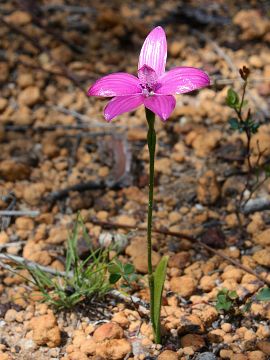 Elythranthera emarginata