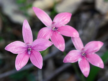 Elythranthera emarginata