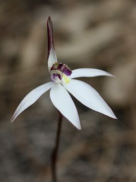 Ericksonella saccharata Ericksonella saccharata