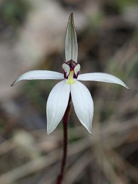 Ericksonella saccharata