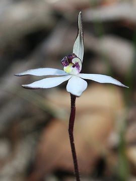 Ericksonella saccharata