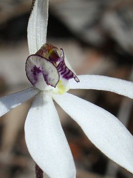 Ericksonella saccharata Ericksonella saccharata
