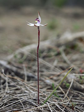 Ericksonella saccharata