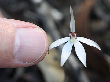 Ericksonella saccharata