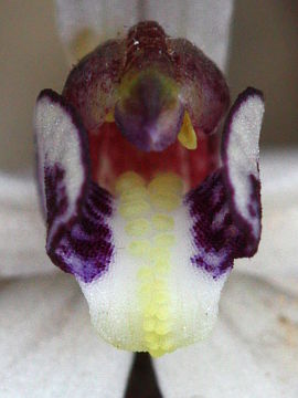 Ericksonella saccharata Ericksonella saccharata