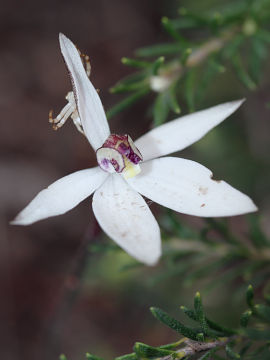 Ericksonella saccharata Ericksonella saccharata